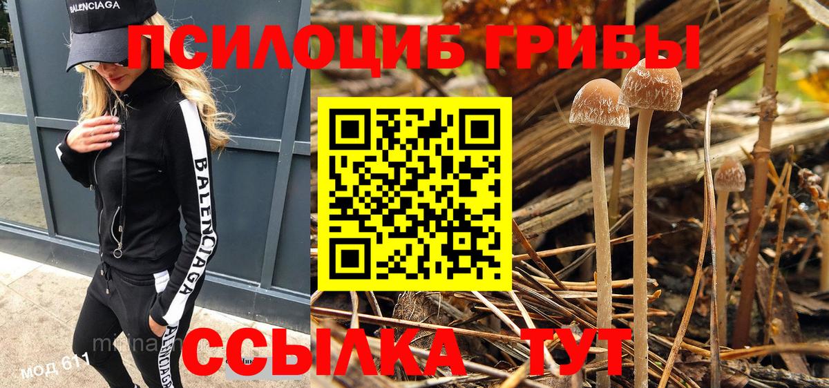Псилоцибиновые грибы Psilocybine cubensis Новоалтайск